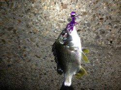 舞洲　チニングでキビレ2匹　他ガシラ・タケノコネメバルも