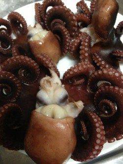 新浜漁港　オクトパッシングでタコ3バイ☆ボウズ逃れに快適