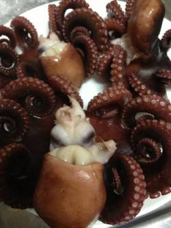 新浜漁港　オクトパッシングでタコ3バイ☆ボ…