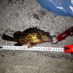 明石でブラクリ釣り、ガシラが沢山釣れましたb