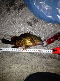 明石でブラクリ釣り、ガシラが沢山釣れましたb