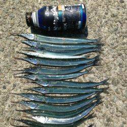 アジュール舞子　サヨリをはじめ、サビキで小サバ、アジなど楽しめる