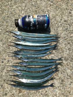 アジュール舞子　サヨリをはじめ、サビキで小…