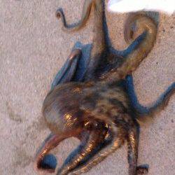 本荘人口島　タコテンヤでタコ1.5kg☆