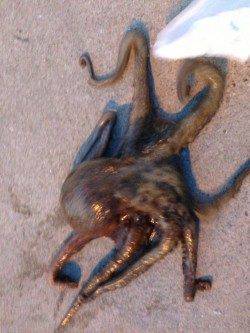 本荘人口島　タコテンヤでタコ1.5kg☆