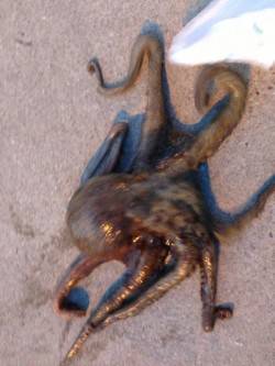 本荘人口島　タコテンヤでタコ1.5kg☆