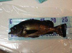 香住西港　メバリングでメバル25cm　小アジのアタリは多数あり