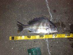 舞洲でチニング、キビレなどの釣果☆