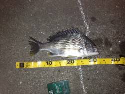 舞洲でチニング、キビレなどの釣果☆