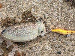 神戸港4,5,6,8防　早朝の時合いにエギングでコウイカ3バイ☆