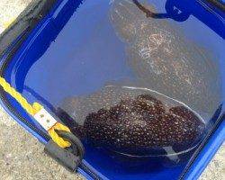 神戸港4,5,6,8防　早朝の時合いにエギングでコウイカ3バイ☆