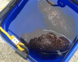 神戸港4,5,6,8防　早朝の時合いにエギ…