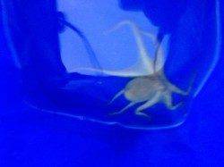 コウイカを狙いに神戸港へ出撃、釣れたのはタコ