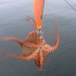 コウイカを狙いに神戸港へ出撃、釣れたのはタコ