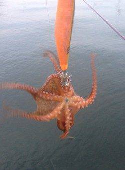 コウイカを狙いに神戸港へ出撃、釣れたのはタコ