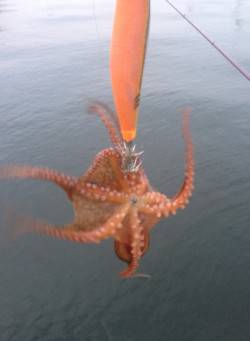 コウイカを狙いに神戸港へ出撃、釣れたのはタ…