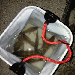 本荘人工島　深夜のメバリングでメバル〜18cm20匹の満足釣果☆