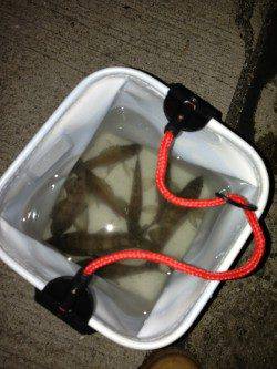 本荘人工島　深夜のメバリングでメバル〜18cm20匹の満足釣果☆