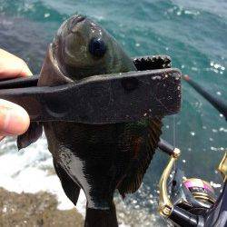 古座川河口　フカセでグレ・ウグイ 大型は出ないものの開始早々に入れ食い