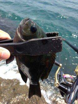 古座川河口　フカセでグレ・ウグイ 大型は出ないものの開始早々に入れ食い