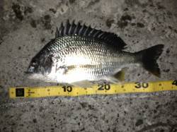 舞洲　チニングでキビレ2匹　他ガシラ・タケ…