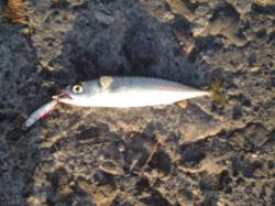 汐見埠頭　ショアジギングで夕方にサバがヒッ…