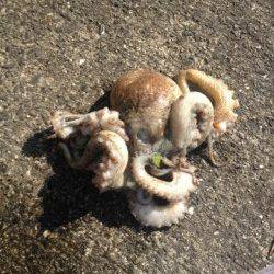 コウイカ狙いで蛸　妻鹿沖波止でエギング