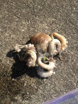 コウイカ狙いで蛸　妻鹿沖波止でエギング