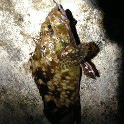 舞洲、足元でのガシラ狙いにかろうじて2匹