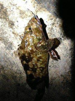 舞洲、足元でのガシラ狙いにかろうじて2匹