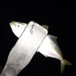 串本港、風裏を求めて…アジング釣果