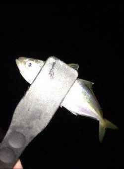 串本港、風裏を求めて…アジング釣果