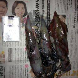 竹野港でエギング、シロイカ3杯ＧＥＴ！