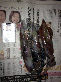 竹野港でエギング、シロイカ3杯ＧＥＴ！