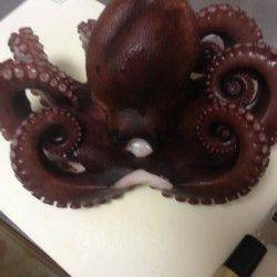 コウイカ狙いで蛸　妻鹿沖波止でエギング