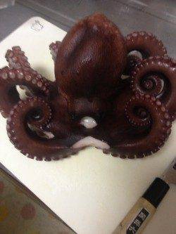 コウイカ狙いで蛸　妻鹿沖波止でエギング