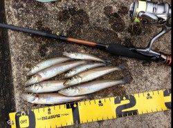 煙樹ヶ浜　ちょい投げでキス〜14cm10匹　1時間半の釣行