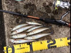 煙樹ヶ浜　ちょい投げでキス〜14cm10匹…