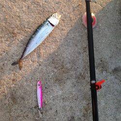 夕暮れの神戸空港で一時間だけの釣行