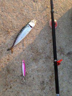 夕暮れの神戸空港で一時間だけの釣行