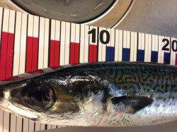 アジュール舞子　ウキ釣りでサバ38cm 刺身で美味しくいただきました♪