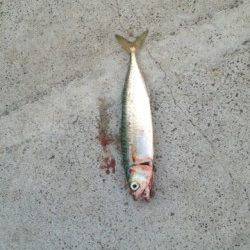 汐見埠頭でショアジギング、中層ジャークがききました