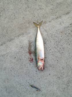 汐見埠頭でショアジギング、中層ジャークがき…