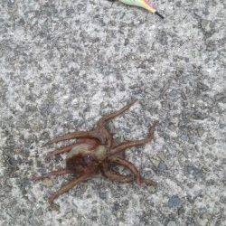 佐野漁港　夕方のオクトパッシングでタコ1パイ