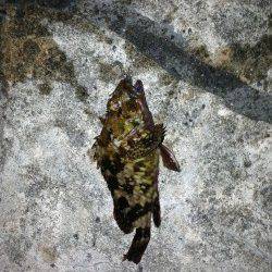 舞洲、足元でのガシラ狙いにかろうじて2匹