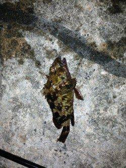 舞洲、足元でのガシラ狙いにかろうじて2匹