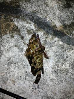 舞洲、足元でのガシラ狙いにかろうじて2匹