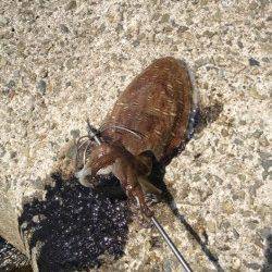 妻鹿（白浜）漁港　エギングでコウイカ1パイ　フリーフォールでゲット