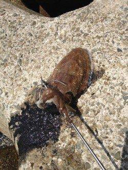 妻鹿（白浜）漁港　エギングでコウイカ1パイ　フリーフォールでゲット