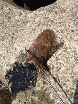 妻鹿（白浜）漁港　エギングでコウイカ1パイ…